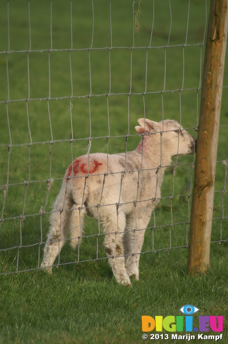 D7D00473 Lamb licking rain water from fence post